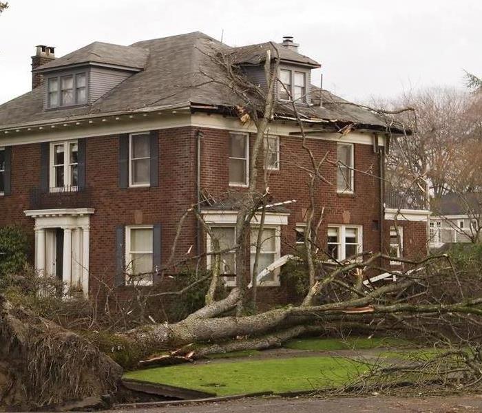 What_Should_YoDo If a Tree Falls on Your House During a Storm