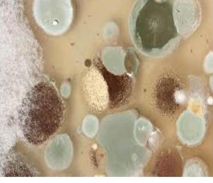 mold spores in green brown and grey colors
