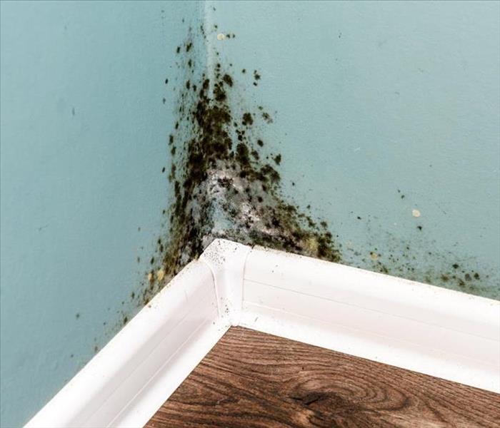 a teal wall covered in mold spores coming from behind a white trim