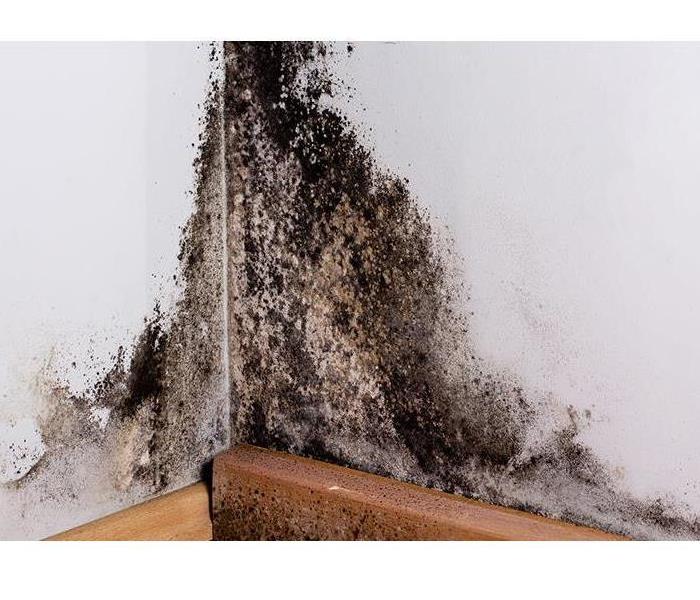 A white wall with black mold in the corner